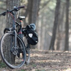 Bicycle with a black roll-top pannier leaning against a pine tree in a sunny forest