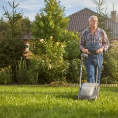 Older man in dungarees and a checked shirt pushing a small grey lawn mower across a sunlit lawn, rose bushes behind