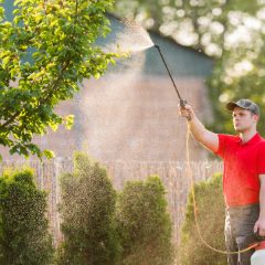 Gardener in a red polo shirt spraying a hedge with a long lance, a white sprayer with a red cap at his feet