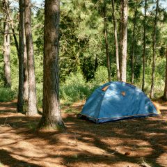 A blue dome tent pitched in a sunny pine wood