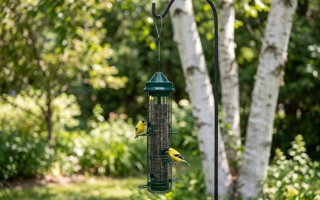 A green caged tube feeder on a shepherd’s hook beside white birch trees, goldfinches at the ports