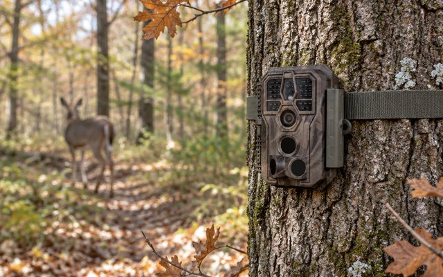 GardePro E5S trail camera, strapped to the trunk of an oak tree in autumn woods beside a deer trail