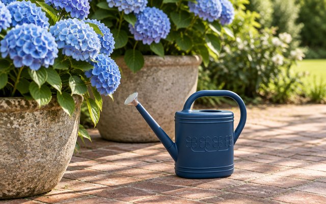 Giftsfaloy 2-gallon watering can, on a brick patio beside large pots of blue hydrangeas